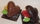 creation chocolat, je t'aime, saint valentin chocolat, jp paci, artisan, chocolatier, nice, cannes
