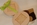 take, away, biscuits,  souvenir, provence, creation, jp, paci, artisan, best, original, gift, chocolatier, nice, cannes